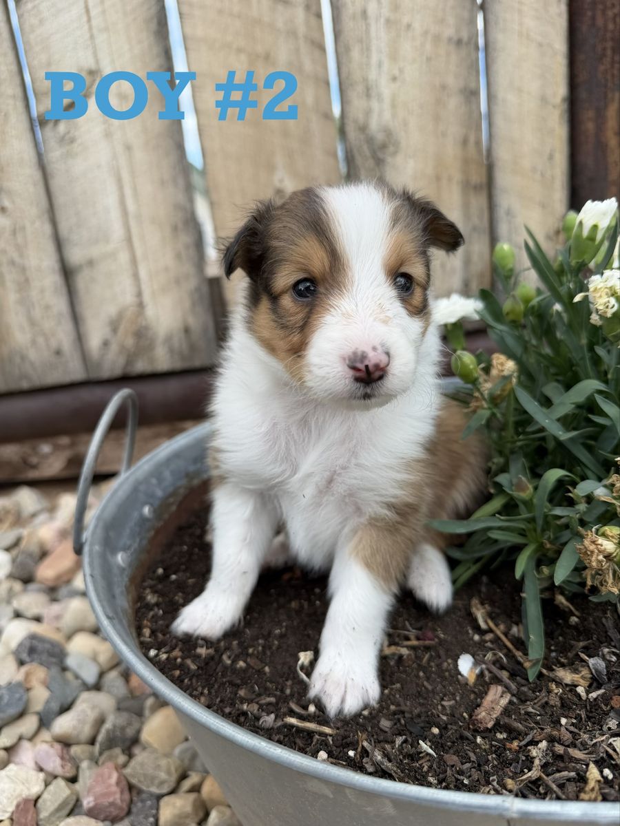 AKC registered Sheltie/Shetland Sheepdog