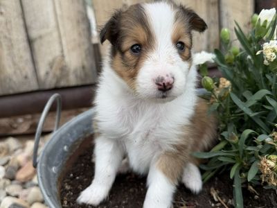 AKC registered Sheltie/Shetland Sheepdog