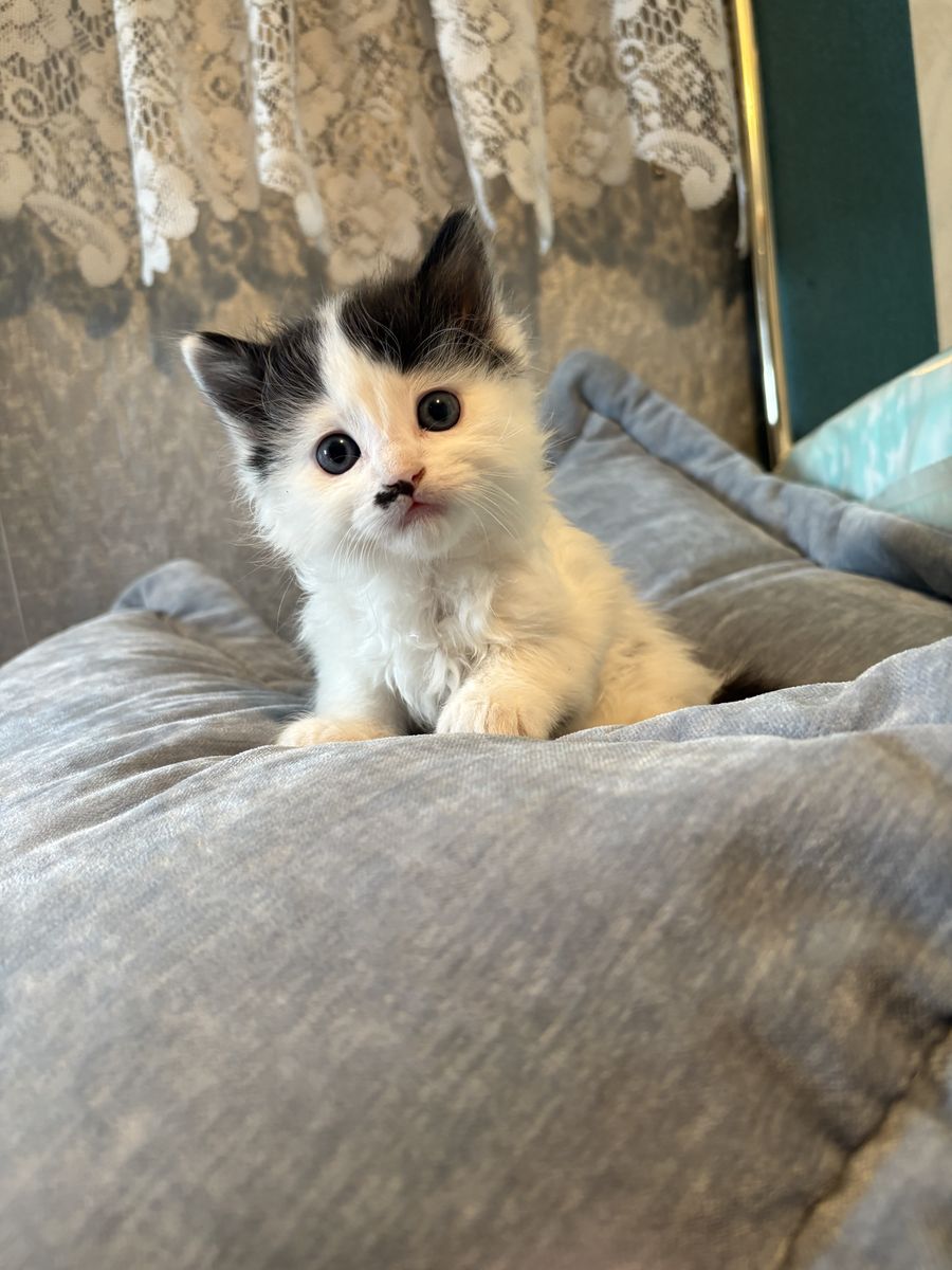 2 Adorable and sweet kittens
