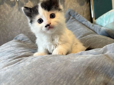 2 Adorable and sweet kittens