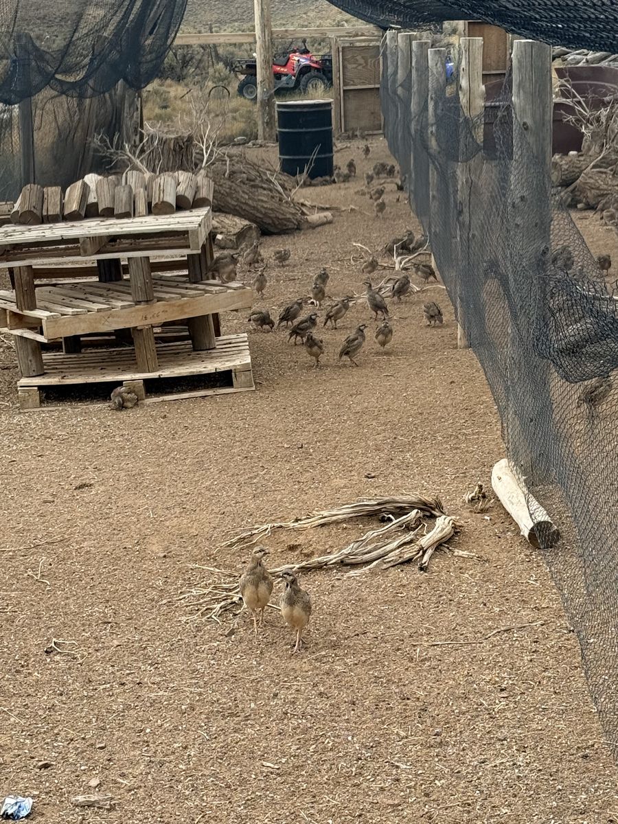 Chukars For Sale