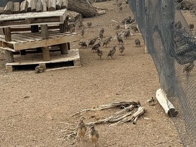 Chukars For Sale