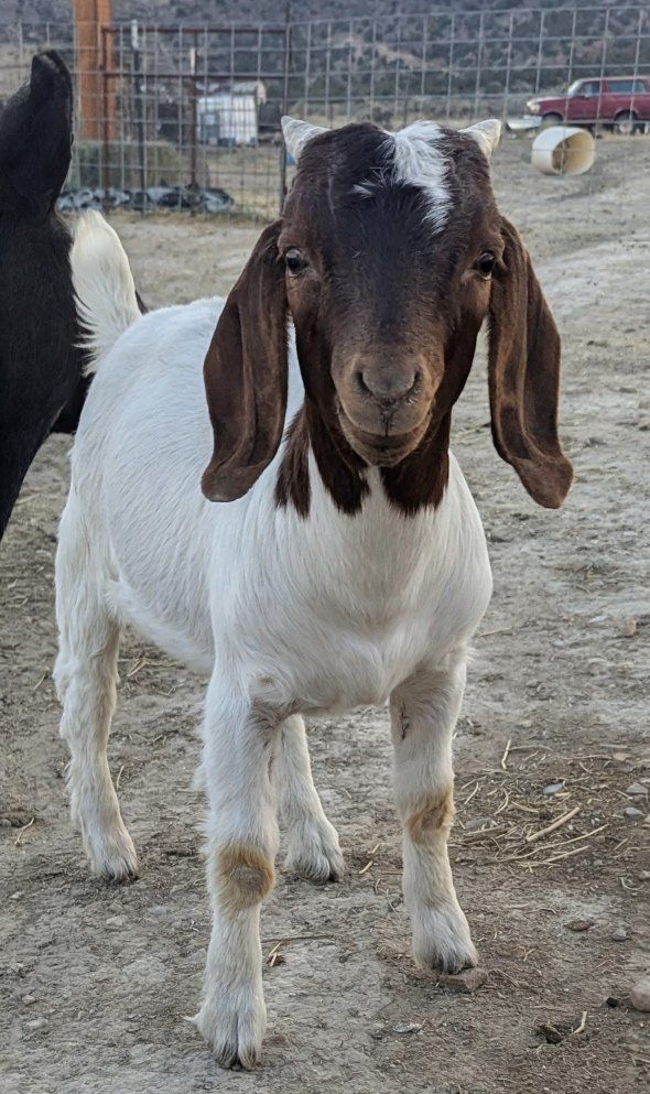 Commercial Buck for Sale