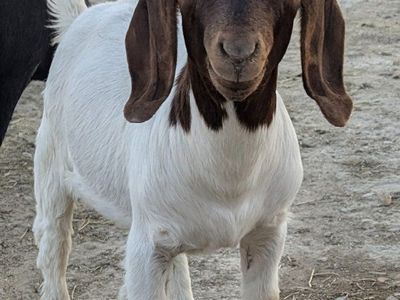 Commercial Buck for Sale