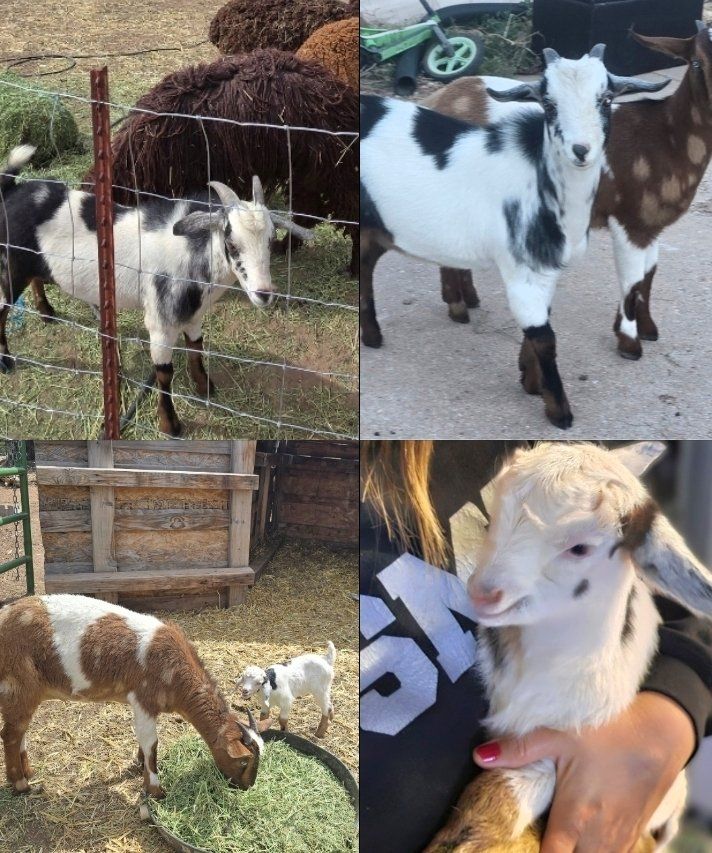 3 Mini Nigerian Dwarf Goat Herd Friendly