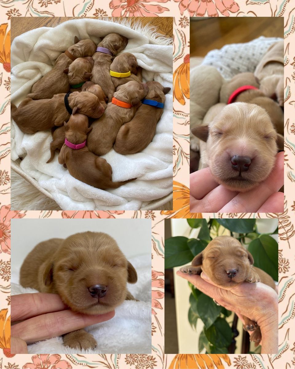 AKC Golden Retriever Puppies