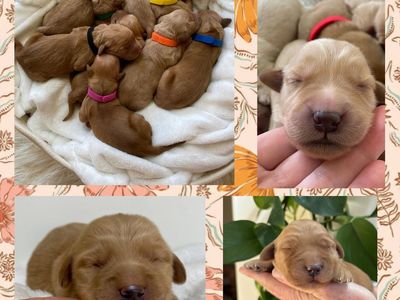 AKC Golden Retriever Puppies