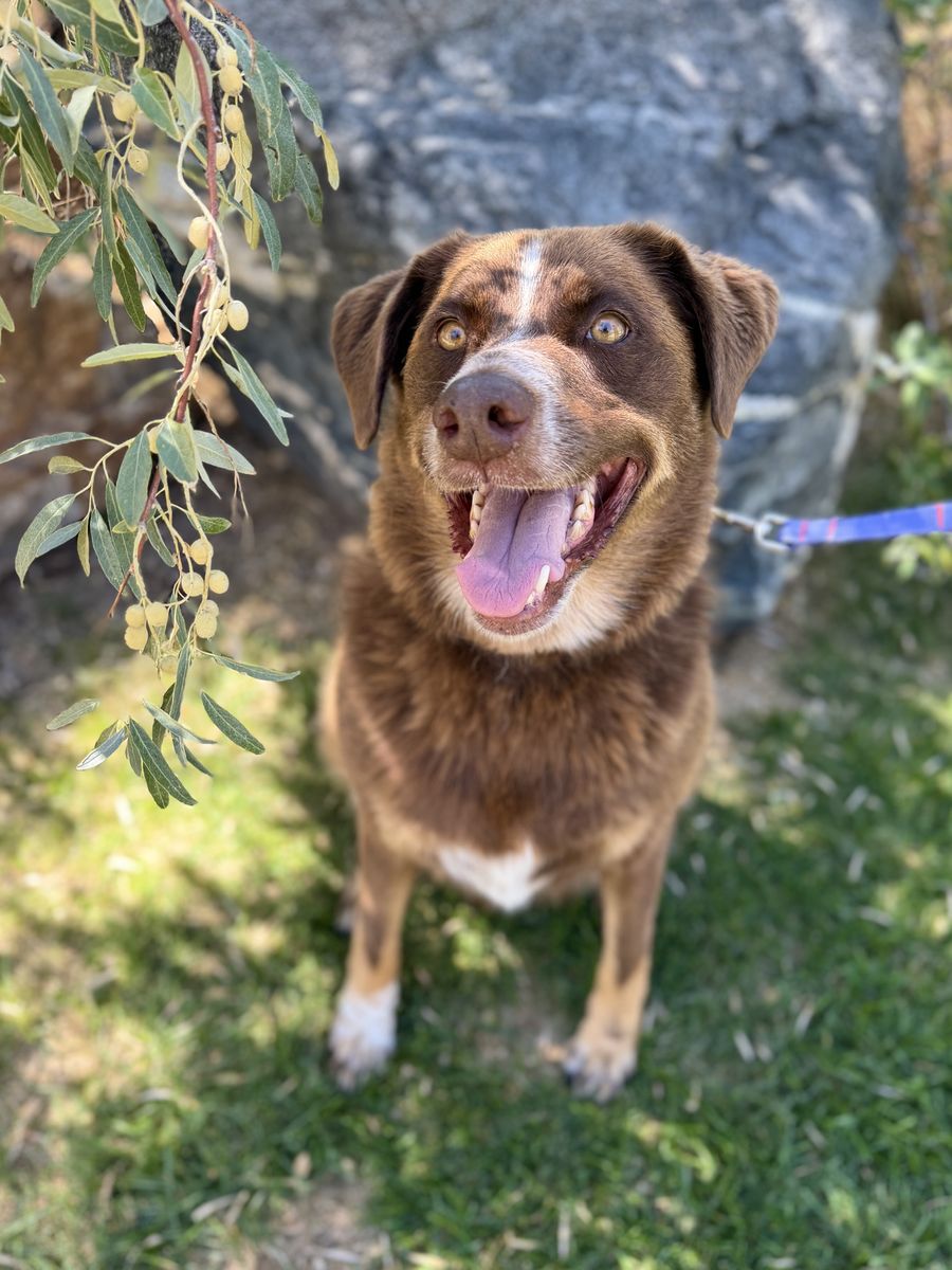 Thurmight is looking for a home!