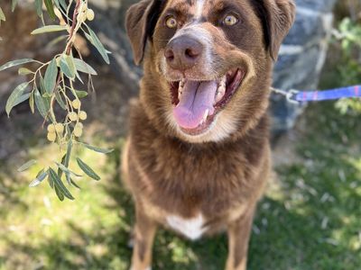 Thurmight is looking for a home!
