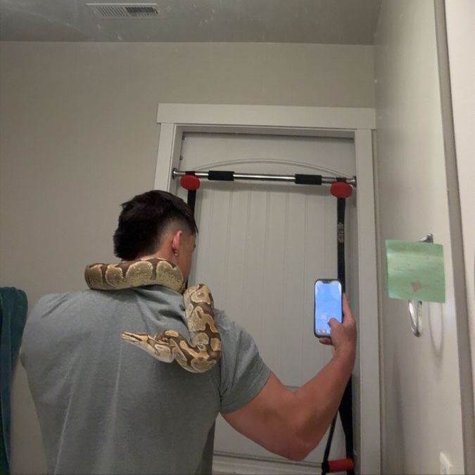 Looking for LARGE blood or ball pythons