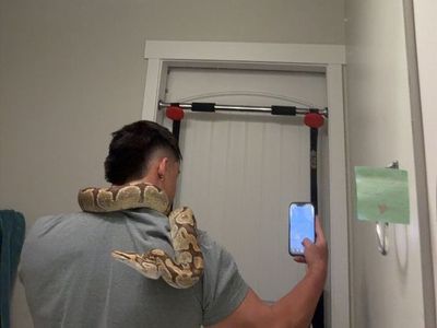 Looking for LARGE blood or ball pythons