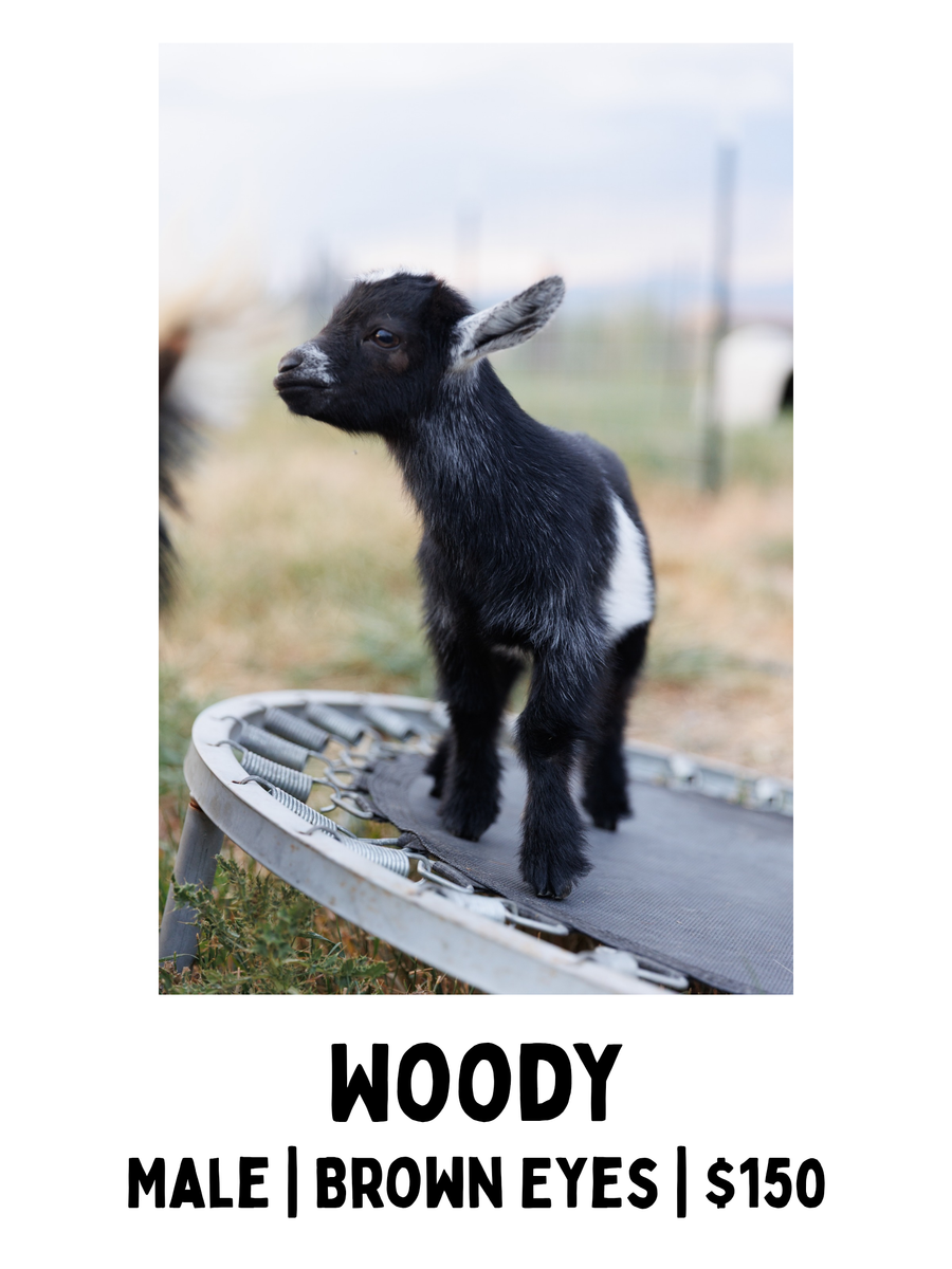 Goats - Nigerian Goats