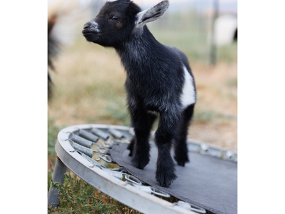 Goats - Nigerian Goats