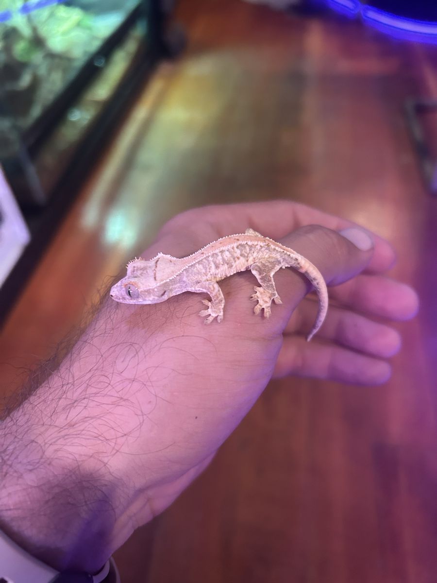 Tricolor Lilly White crested Gecko Hatchlings