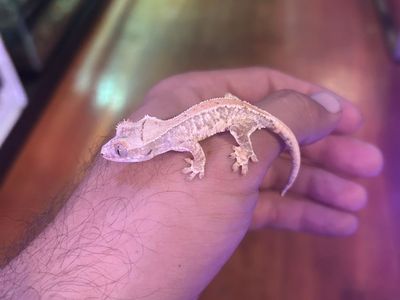 Tricolor Lilly White crested Gecko Hatchlings