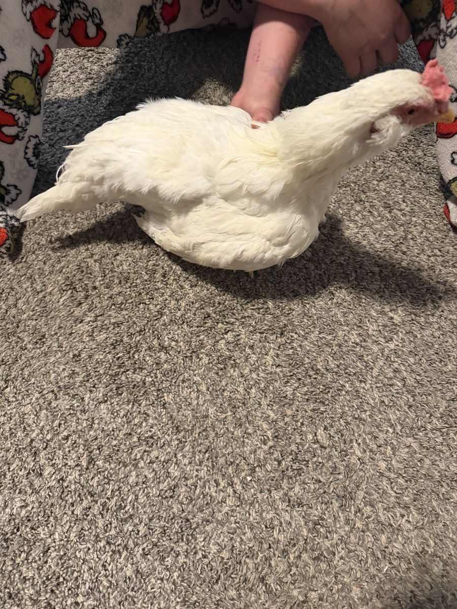 Barnyard mix rooster