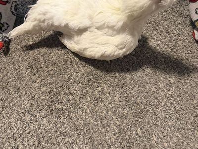 Barnyard mix rooster