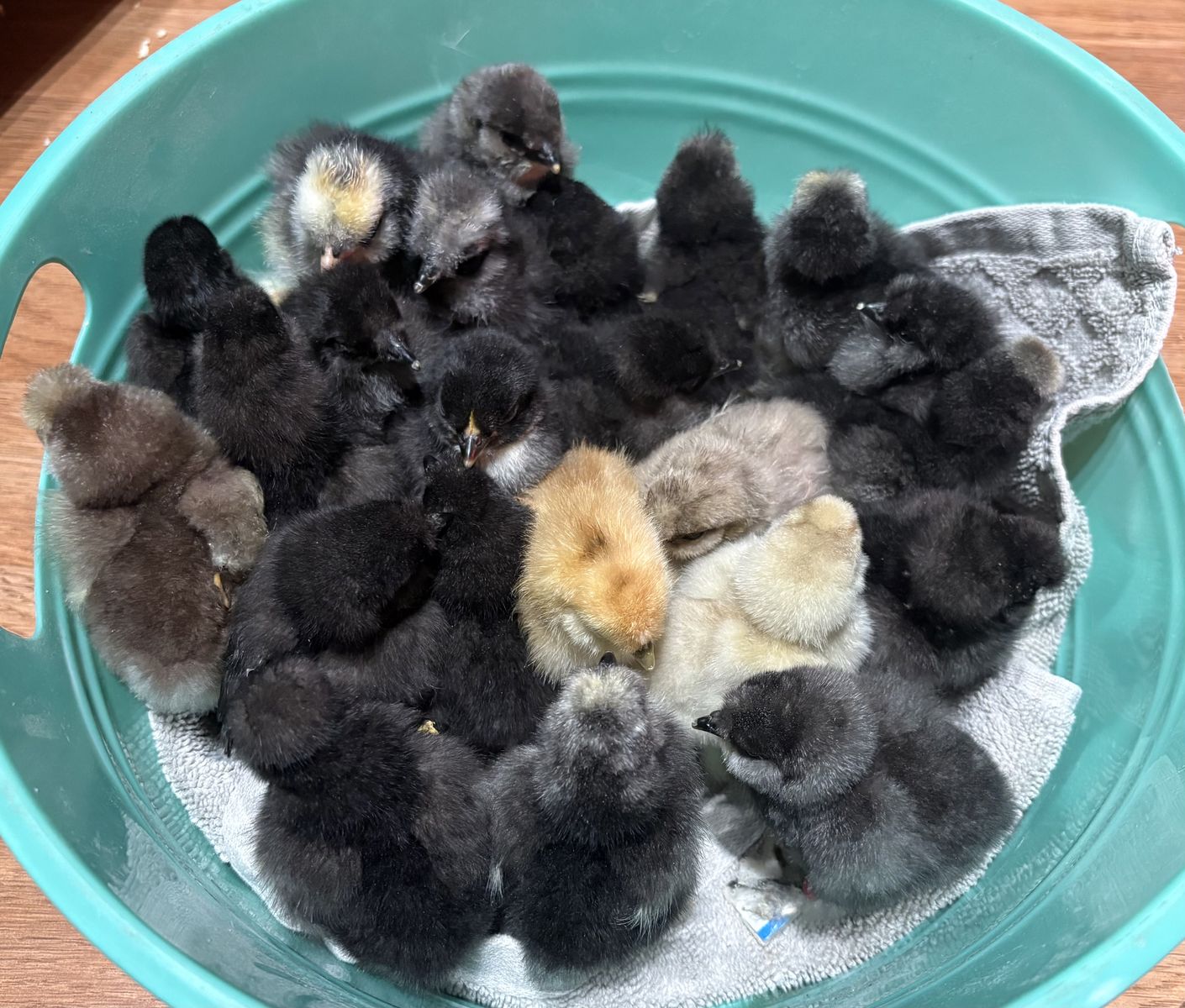 Silkie Chicks