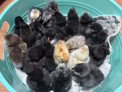 Silkie Chicks