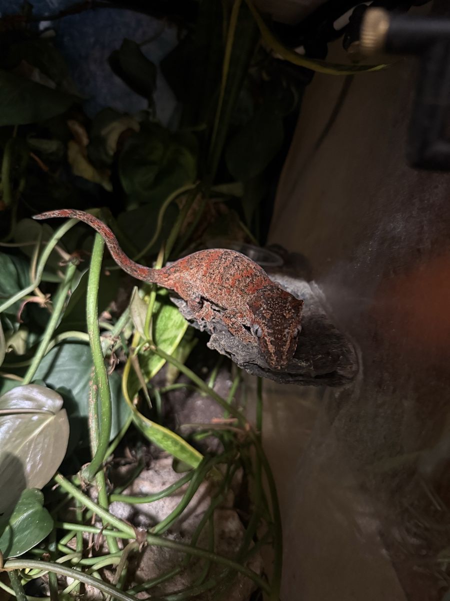 Gargoyle Gecko