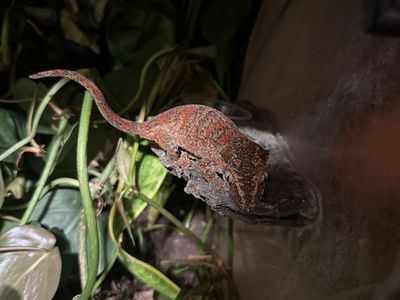 Gargoyle Gecko