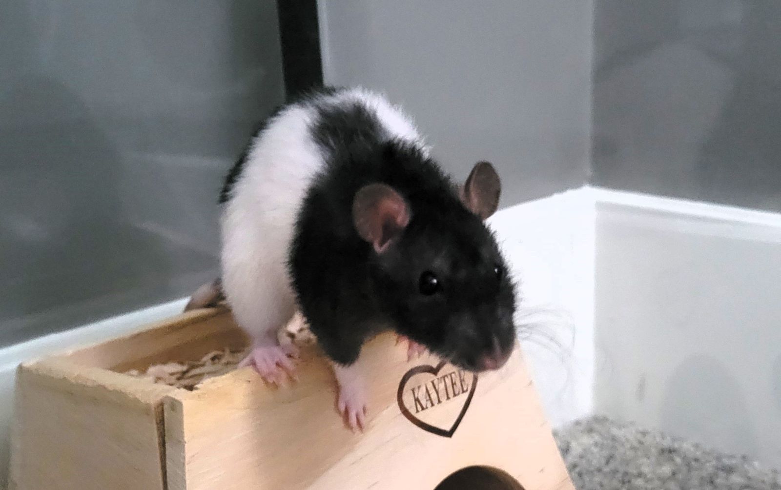 Adorable Female Fancy Rat