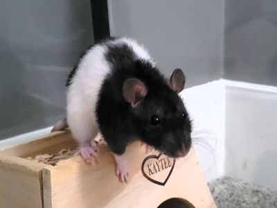 Adorable Female Fancy Rat