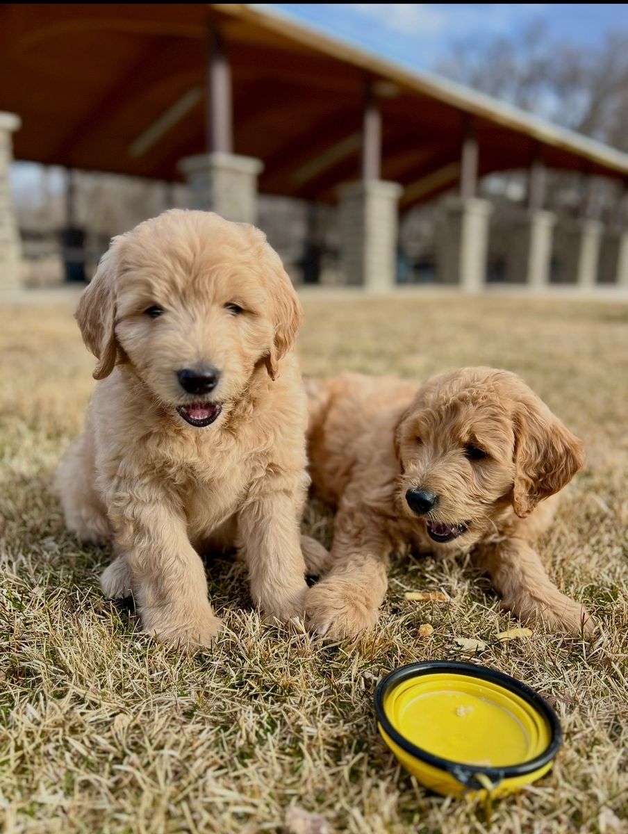 Goldendoodles