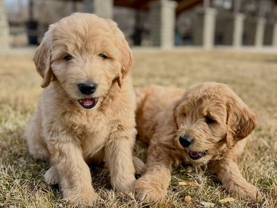 Goldendoodles