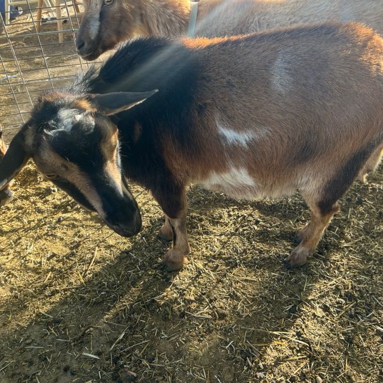 Nigerian Dwarf Doe In Milk