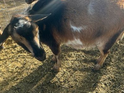 Nigerian Dwarf Doe In Milk