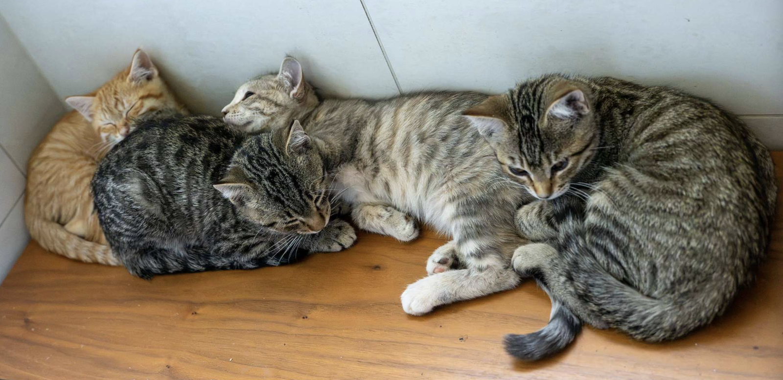 Adorable Rescue Kittens in Need of Home