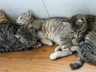 Adorable Rescue Kittens in Need of Home
