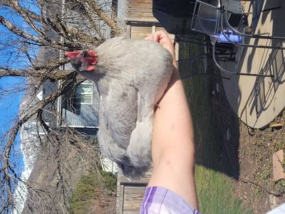 7 laying hens chickens