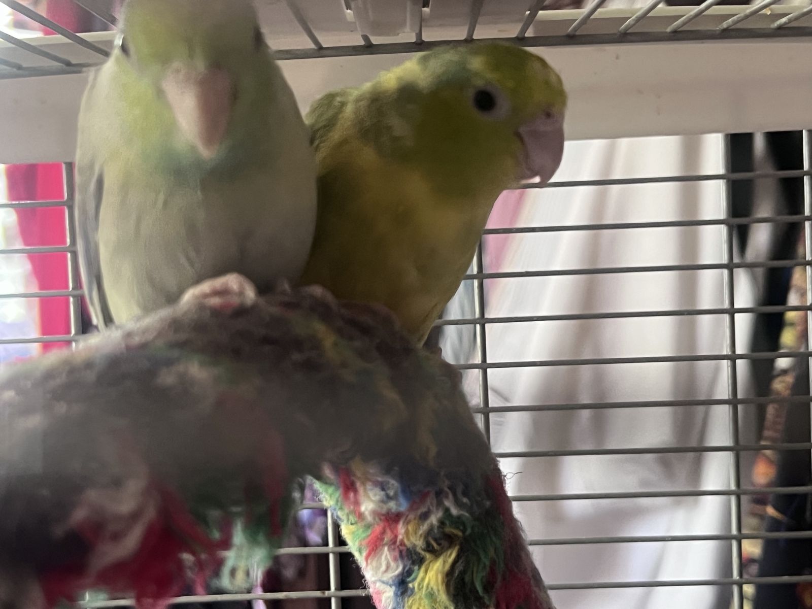 Proven pair parrotlets with Cade and nest box