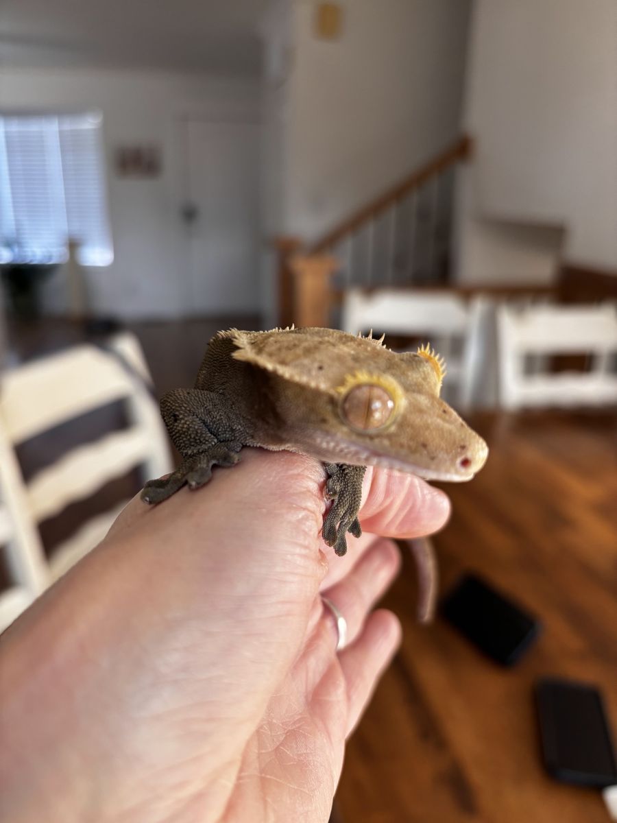Crested Gecko Adult Female Harlequin