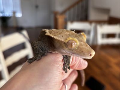 Crested Gecko Adult Female Harlequin