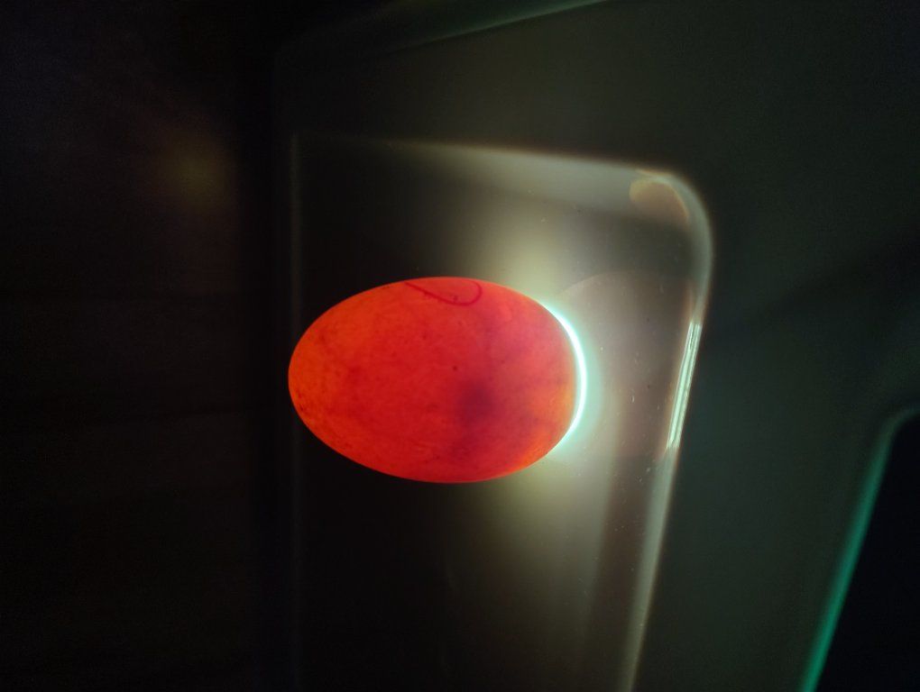 Chicks of many varieties due this week!