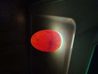 Chicks of many varieties due this week!