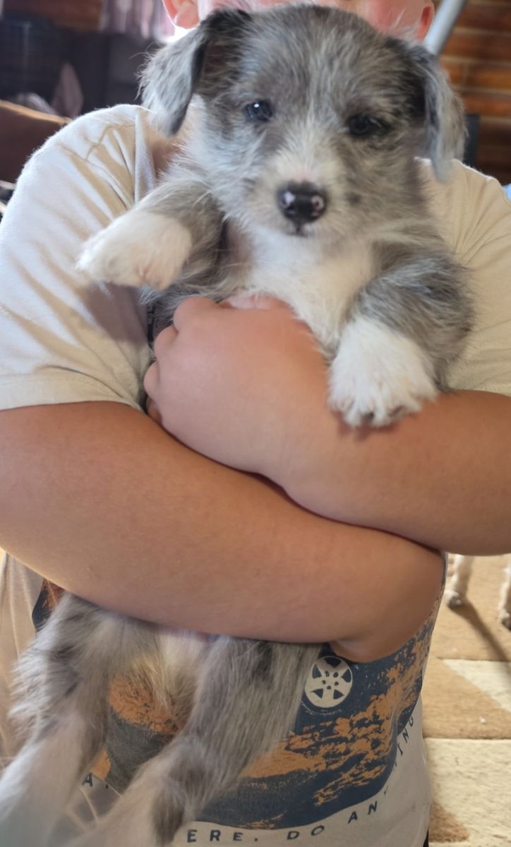 Schnauzer/Corgi cross puppies