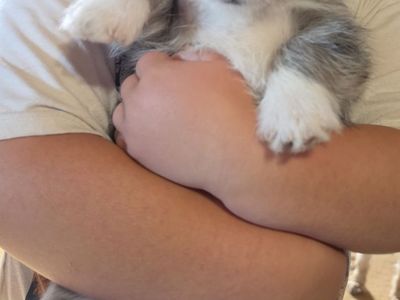 Schnauzer/Corgi cross puppies