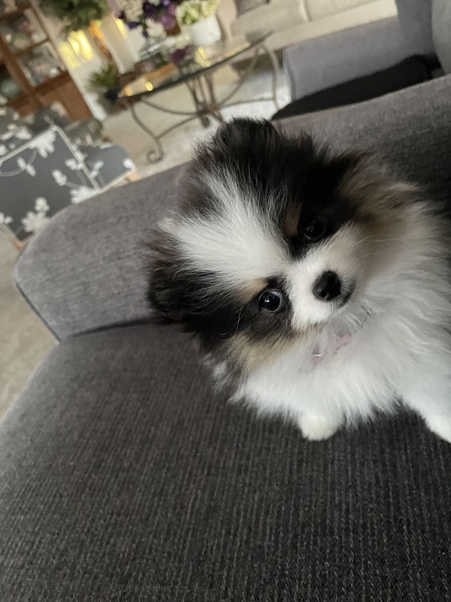Multi Colored Party Pomeranian