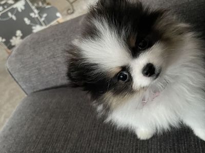 Multi Colored Party Pomeranian