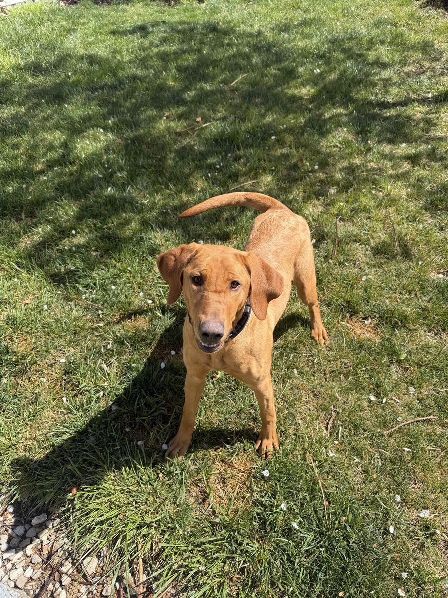 Akc Labrador Retriever