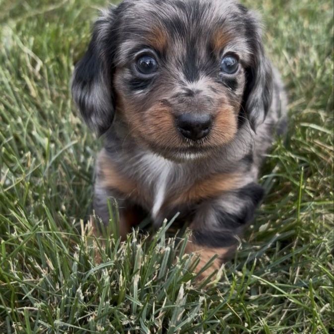 Mini Dachshund Puppy Available Now!!!!