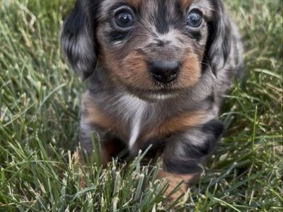 Mini Dachshund Puppy Available Now!!!!