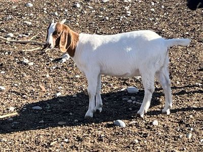 Boer bucklings