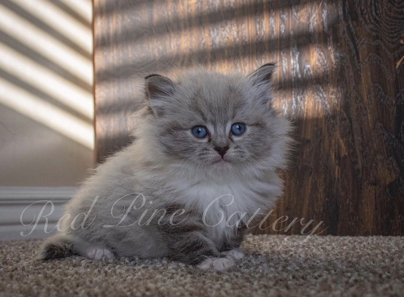 Siberian Forest Kittens