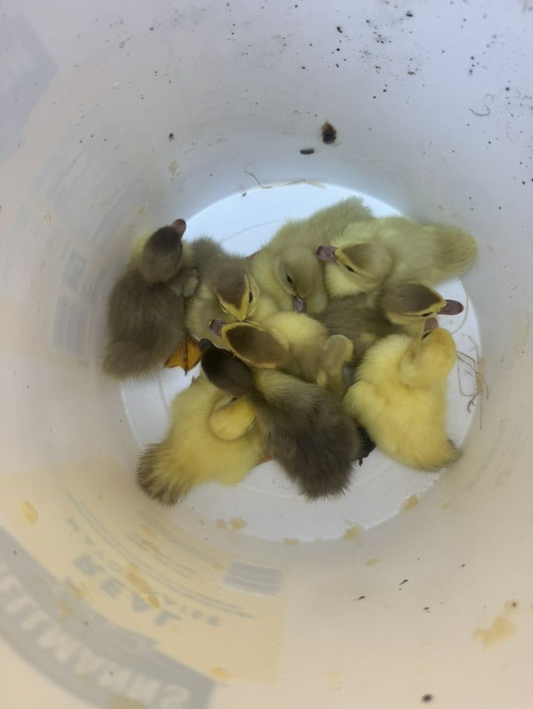 Muscovy Ducklings