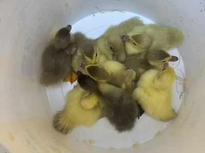 Muscovy Ducklings